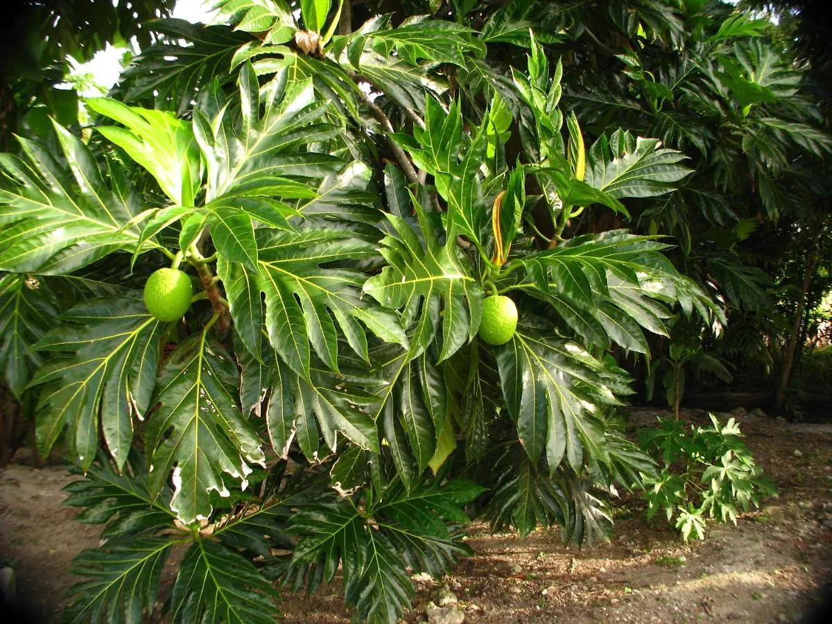 Le Temps D'Une Ile Grand-Bourg  Guadeloupe